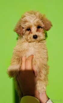 Maltipoo - 3