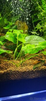 Cryptocoryne Pontederiifolia - 3