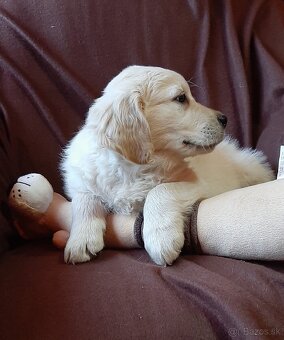 Zlatý (golden) retriever - šteniatka - 3