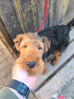 Welsh terrier - 3