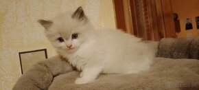 Ragdoll kocurik-blue bicolour lynx - 3