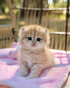 Scottish Folds Kittens k dispozícii - 3