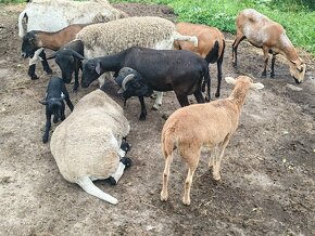 Kamerunské ovce - 3