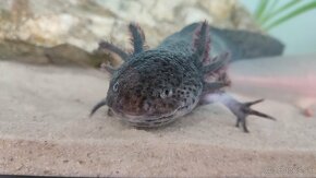 Axolotl mexický - 3