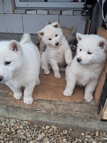 Akita inu+Husky - 3