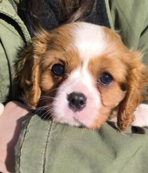 Cavalier, Cavalier king charles spaniel, kavalier - 3