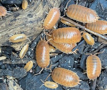 Isopody Porcellio laevis orange. - 3