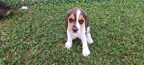 bígl, bígel, beagle - 3