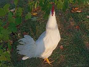 leghorn - 3