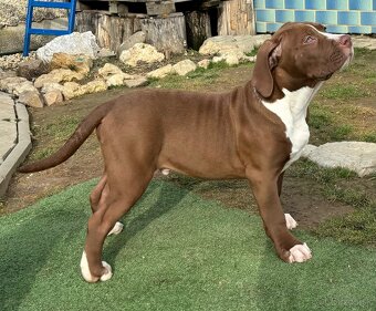 American Bully xl - 3