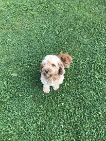 Cavapoo - 3