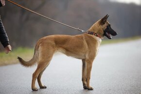 BO- malinois na predaj - 3