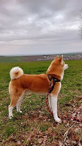 Akita Inu, krytie - 3