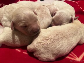 Zlatý retriever šteniatka s rodokmeňom - 3