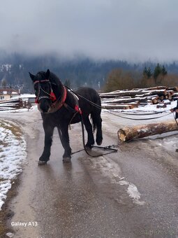 Ťažny valach - 3