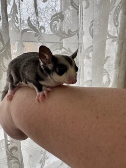 Sugar Glider(Veverička vačkovitá) - 3