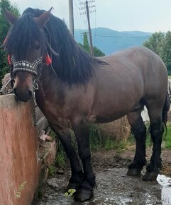 Predám poliaka žrebca ovláda lesné,polné ... - 3