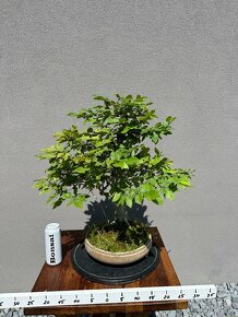 Bonsai Hrab - 3