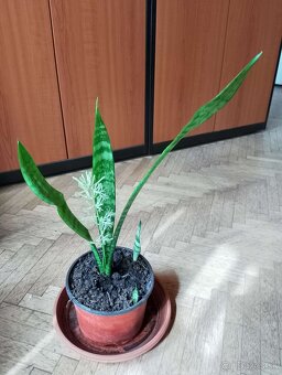 Sansevieria svokrin jazyk svokrine jazykz - 3