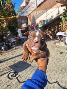 American bully - 3