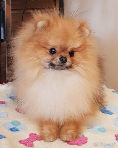 Trpasličí Špic Pomeranian pejsek s PP - 3