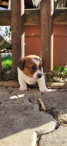 Jack russell terier s PP - 3