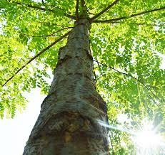 Paulownia-Agát Obelisk vlastný les za pár rokov. - 3