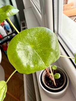 Pilea mojito, 3 rastliny v 1 - 3