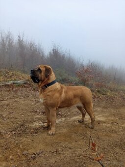 Anglický mastiff - 3