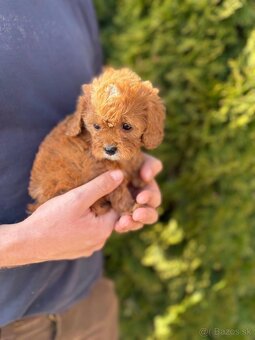 Cavapoo - 3