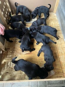 Cane corso bez PP -šteniatka - 3