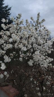 Semená magnólie hviezdokvetej (magnolia stellata) - 3