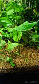 Cryptocoryne pontederiifolia - 3