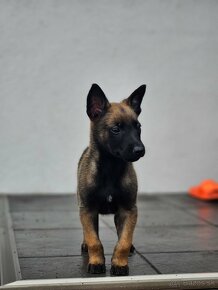 Predam belgického ovčiaka malinois - 3