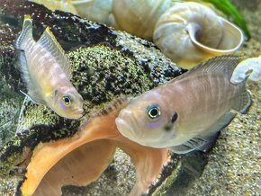 Lamprologus brevis congo Tanganika - 3