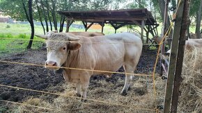 Predám Býka Charolais - 3