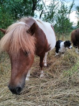 Pony kobylka bez pp - 3