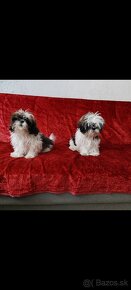 Psíky shi-tzu,shih-tzu krásne štéňata odberu - 3