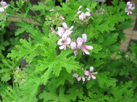 Muškát citrónový - Pelargonium citrosum - 3