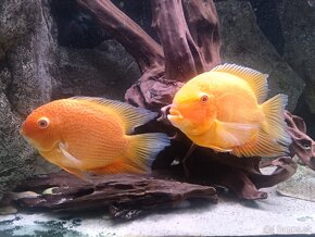 Heros severum Red spotted - 3