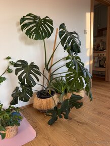 Predam krásnu Monsteru Monstera - 3