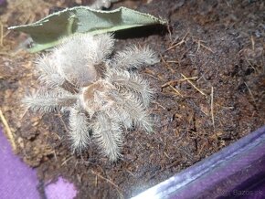 Tliltocatl albopilosus nicaragua, pavúk, tarantula - 3