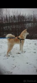 Akita inu šteniatka - 3