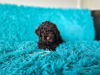 LAGOTTO ROMAGNOLO-brown, with super ped. FCI - 3