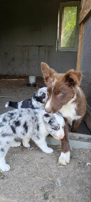 Dva krasne psiky border kolia  modre merle blue merle - 3