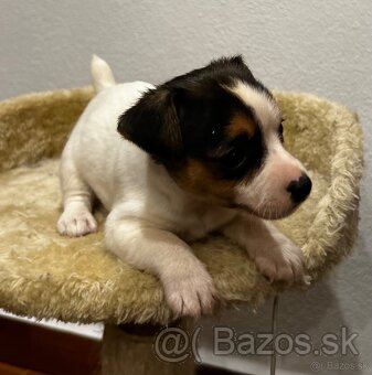 Jack russel terier - 3