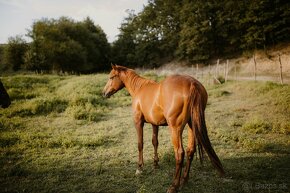 Appaloosa kobylka - 3