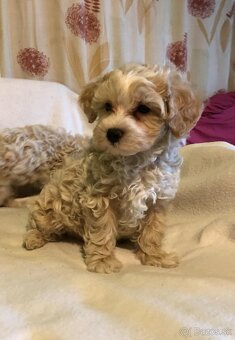 Maltipoo - 3