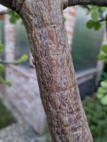 Nadherny velky stary sukulentny bonsai Portulacaria - 3
