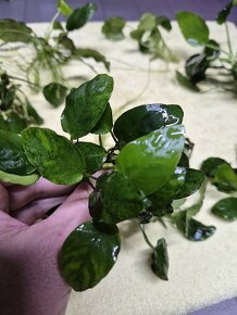 Anubias barteri - 3